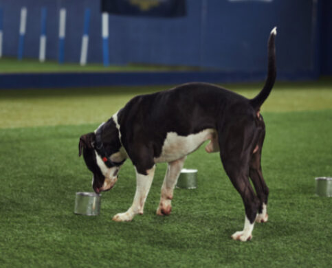 Dogpoint detectietraining culemborg beusichem
