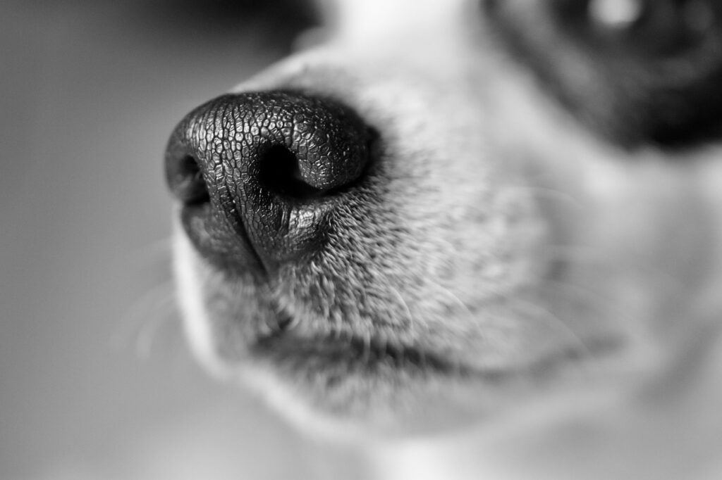 Indoor snuffeltuin Dogpoint gemeente Buren