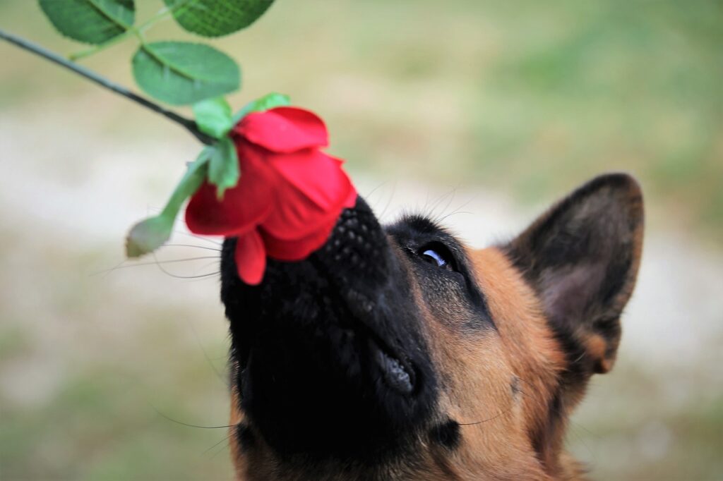 red rose, dog, german shepherd-5584238.jpg