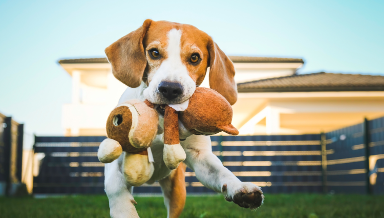 Dogpoint_GelukkigeHond2