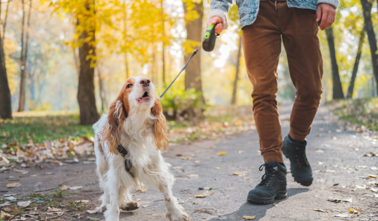 Dogpoint gedragsverbetering
