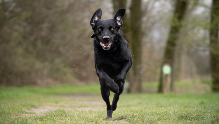 Dogpoint_Workshop_Hond_Hierkomen1