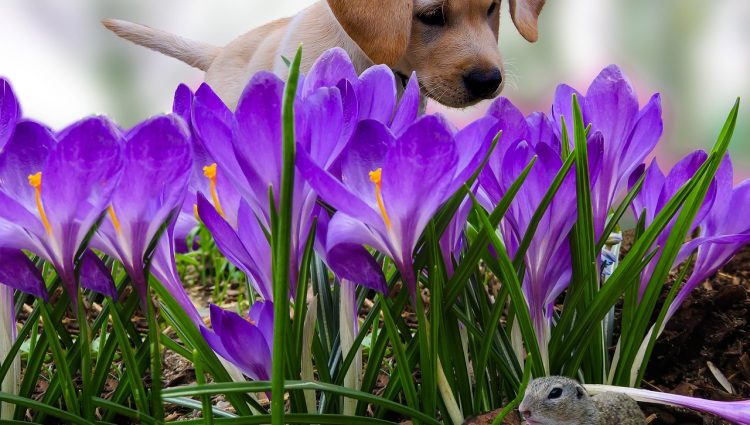 dogpoint snuffeltuin