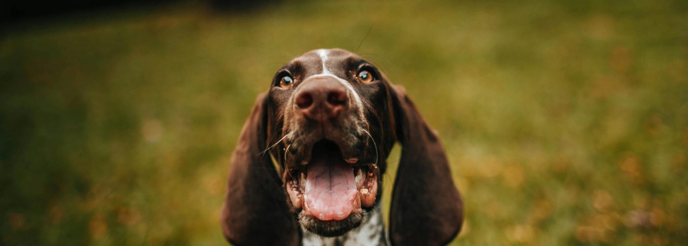 Close-up portrait of a joyful German Shorthaired Pointer dog with mouth open, set in an outdoor grassy area.